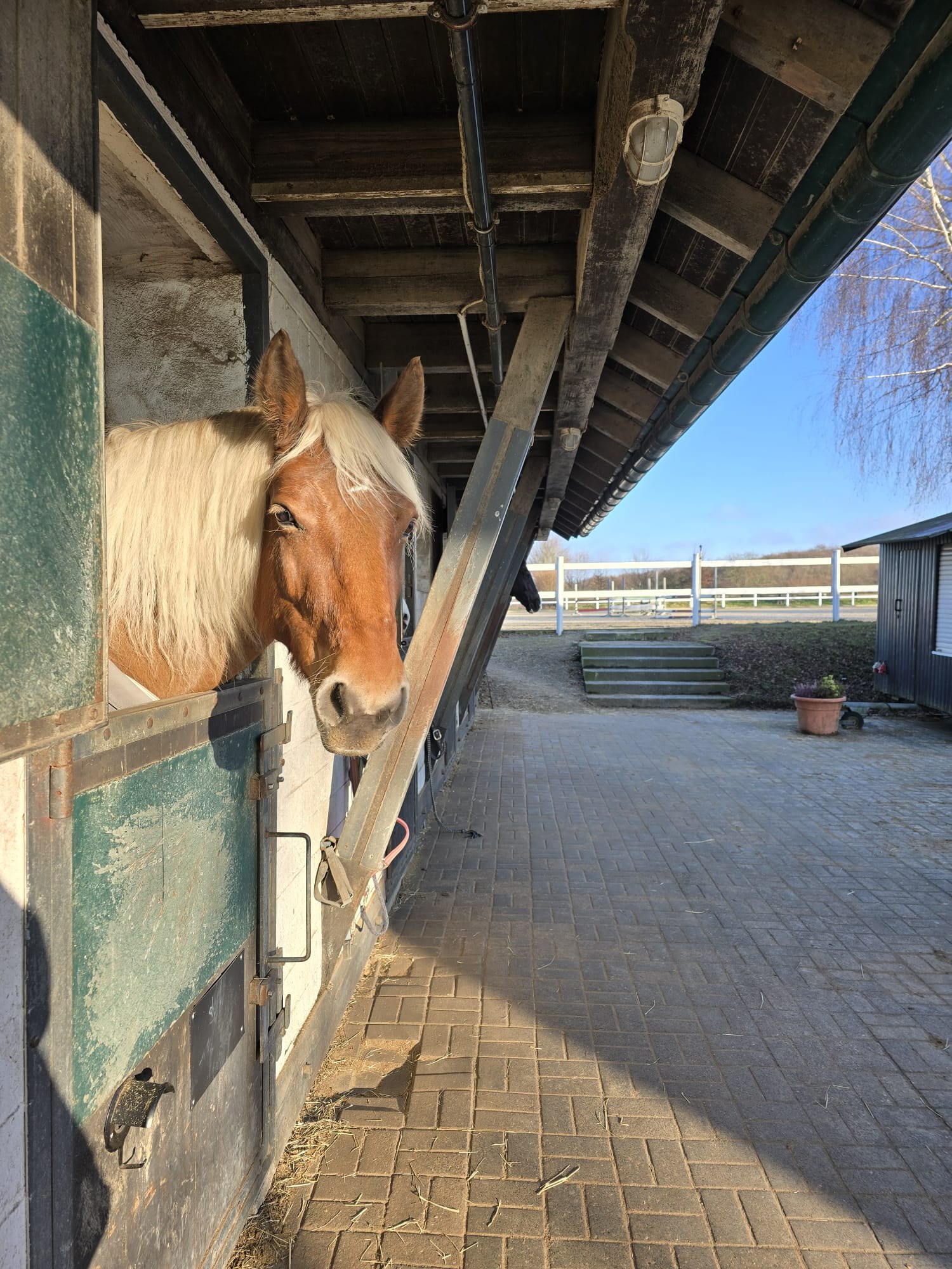 Außenboxen im Pensionsstall Kalkuhl